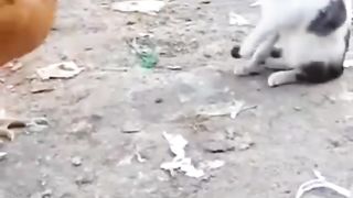 Animals funny