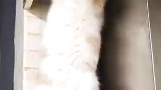 A mechanical cat