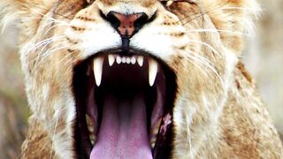 "Unlocking the Mystery of the Tiger's Roar"
