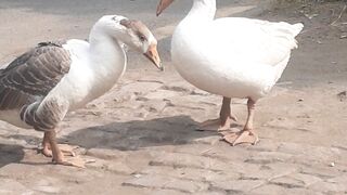 Duck Love