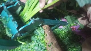 Recipe for chopping fresh greeng part7