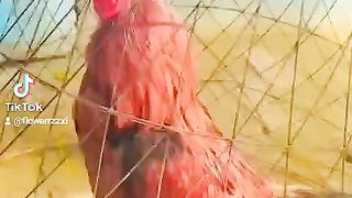 Aseel bird