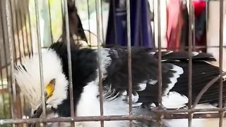 Amazing Bird