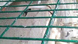 Karachi zoo
