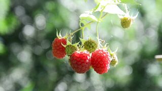 Raspberries