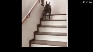 Funny Animals videos