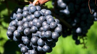Delicious grapes