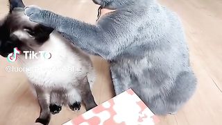 Котики