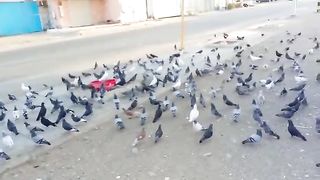 I am so happy to have beautiful pet pigeons and doves
