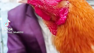 Bhora murga aseel mean walk