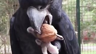 #A parrot cracks# a walnut like and comment share