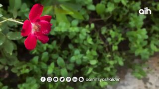 Nature | Rose
