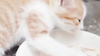 Funny cat