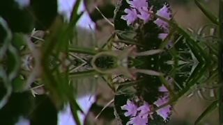 Army status video