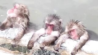 Monkey pool