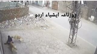 Barking dog attack
