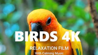 Birds Relaxation film with Calming Music