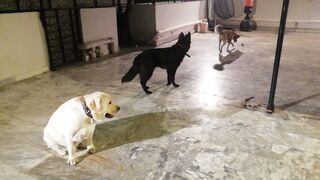 My lovely dogs