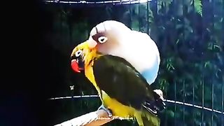 funny parrots video | parrot video | follow