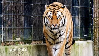 Tiger attitude