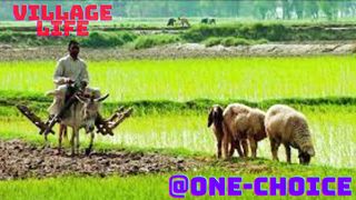 Village Life @One-Choice