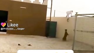 Lion attacks a Saudi boy | Funny real prank