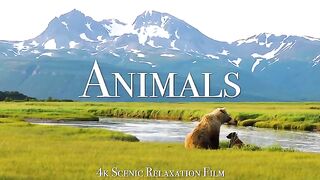 Animal 4k