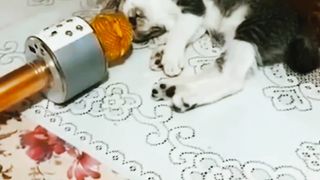 Funny Animal