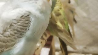Australian parrots colony setup video