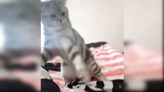 FunnyandFunny cats videos