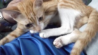 How Cats React When Seeing Stranger 1st Time - Running or Being Friendly 10