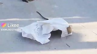 Prank with monkey | Very funny