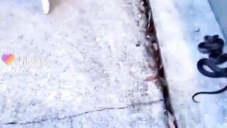 Prank ho gaya CAT key sath | Hahahahah