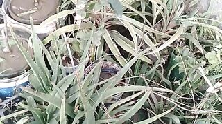 How can we grew plants at home