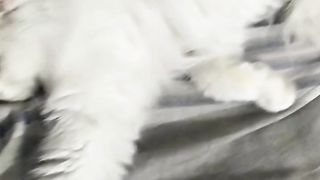 Cute white cat in sleepy mode