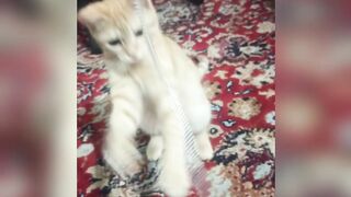 My Cute Cat