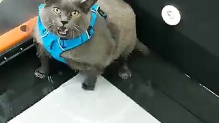 Кот не согласен с упражнениями.