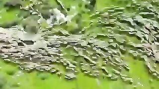 Перемещение стада овец.