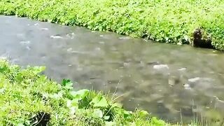 Super attractive nature