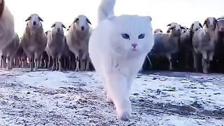 Кот пастух