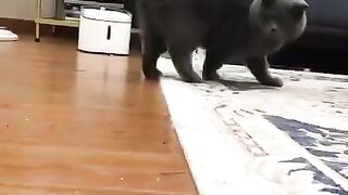 Как можно удивить кота за одну минуту