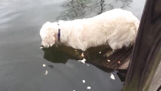 Пёс — рыболов