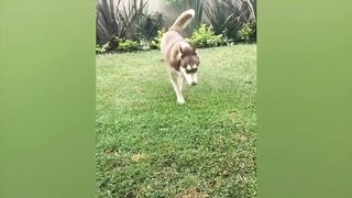 Funny Cats and Dogs - Best Of The 2022 Funny Animal Videos - TRY NOT TO LAUGH! 8