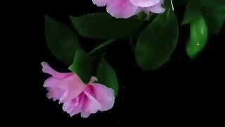 lovely  flowers