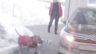 Пьяная женщина с бойцовским псом не давала покоя жителям Челябинска.