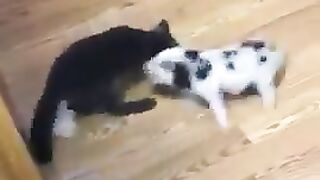 Эпическая битва!