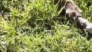 Паровозик меховой все спешат к себе домой!