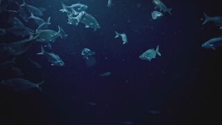 Манты. Гавайские отмели на 80% богаче планктоном, чем окружающий их океан.