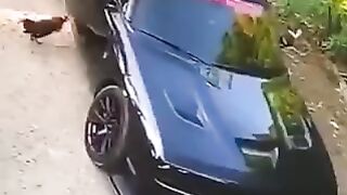 Петушиный бой