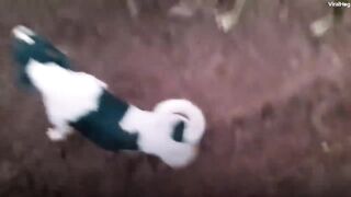 Анаконда Напала на Собаку. Посмотри, Что Делает Хозяин на 1:31 Минуте